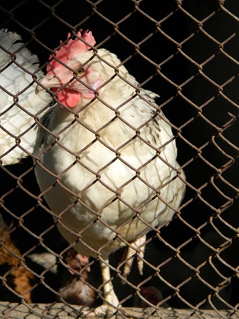 迅速成长为 迅速成长为