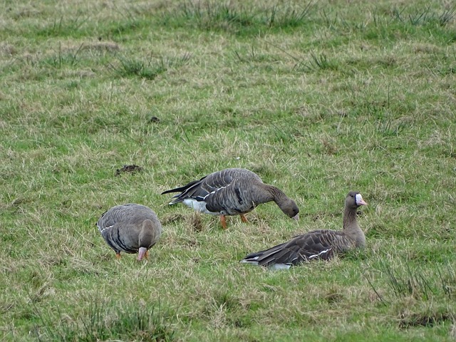 进攻机会 进攻机会